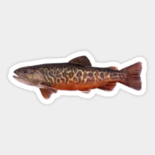 Tiger Trout Sticker